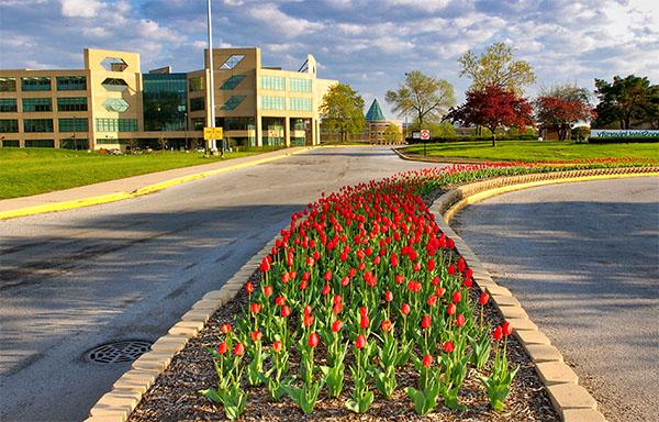 Tulips